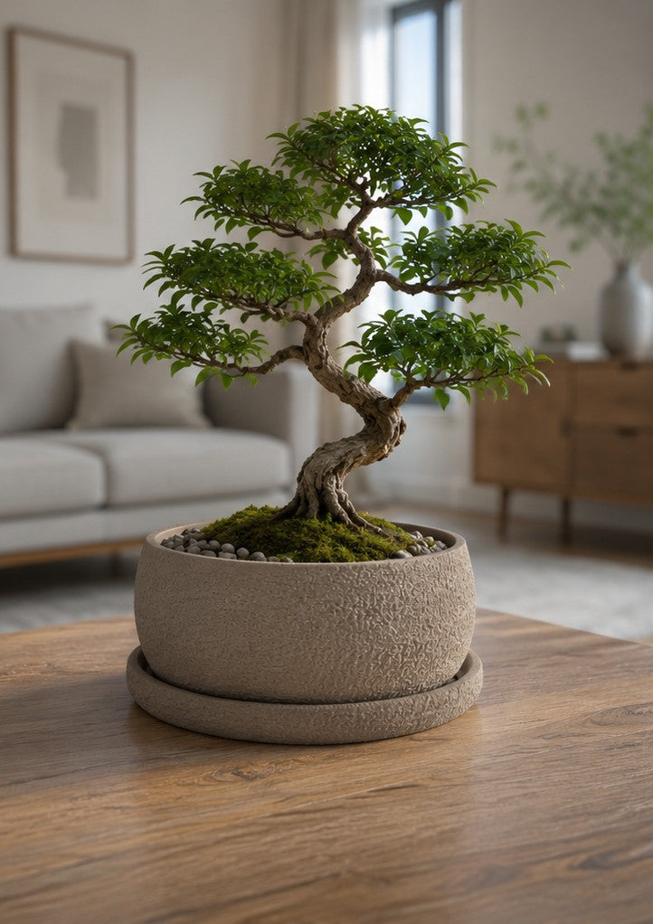 Bonsais Pot